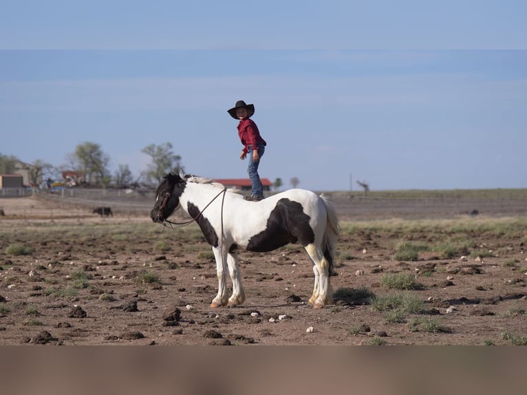 Tinker Caballo castrado 6 años 147 cm in Canyon, TX