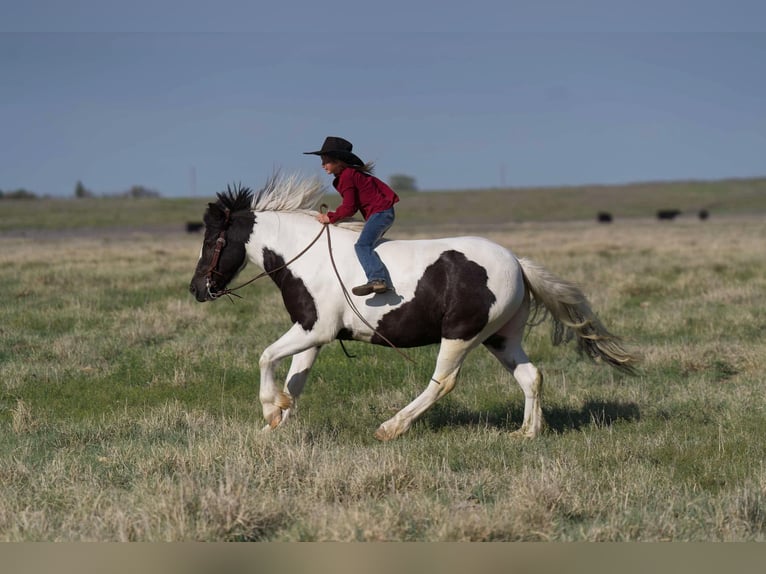 Tinker Caballo castrado 6 años 147 cm in Canyon, TX