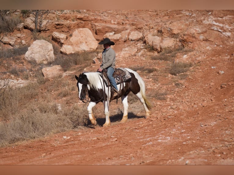 Tinker Caballo castrado 6 años 147 cm in Canyon, TX