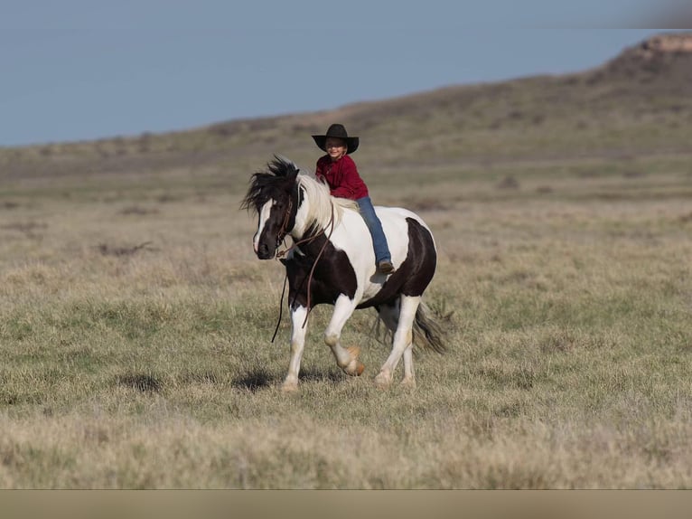 Tinker Caballo castrado 6 años 147 cm in Canyon, TX