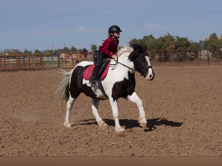 Tinker Caballo castrado 6 años 147 cm in Canyon, TX