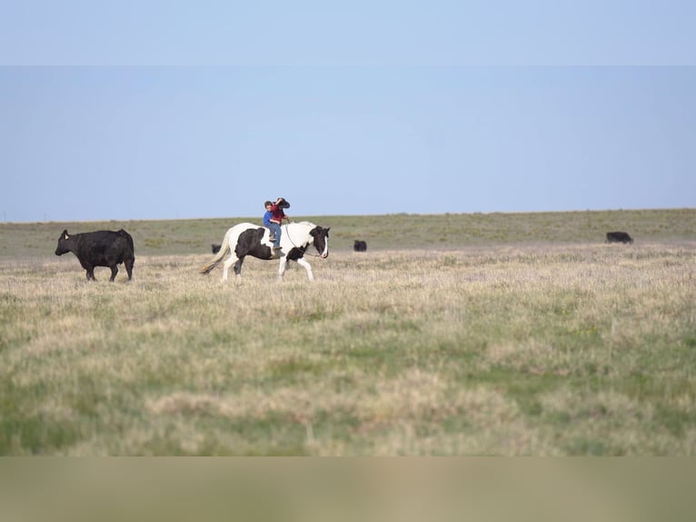 Tinker Caballo castrado 6 años 147 cm in Canyon, TX