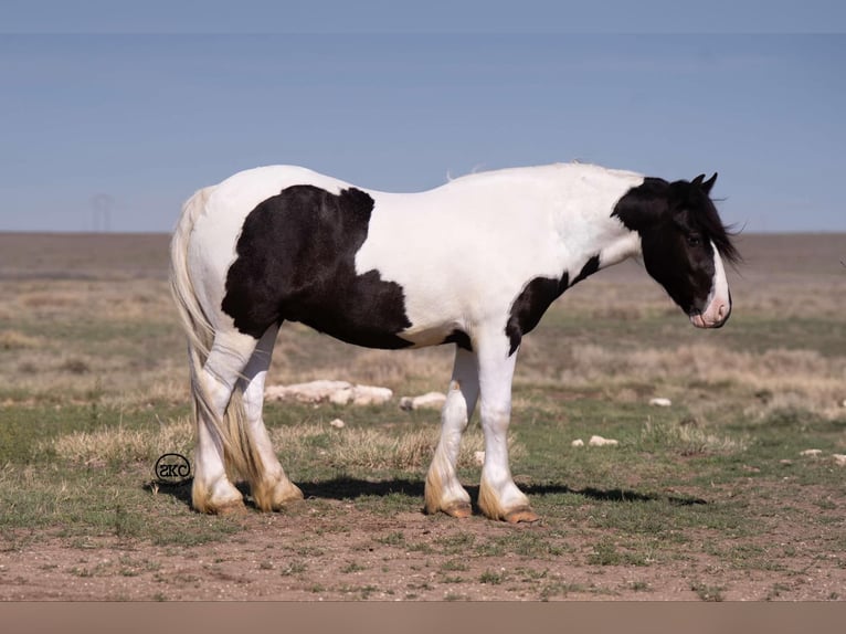 Tinker Caballo castrado 6 años 147 cm in Canyon, TX