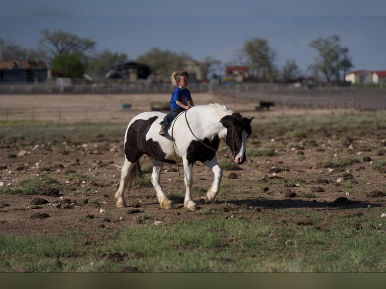 Tinker Caballo castrado 6 años 147 cm in Canyon, TX