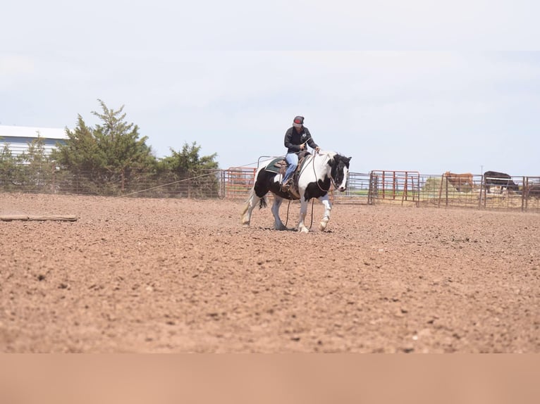 Tinker Caballo castrado 6 años 147 cm in Canyon, TX
