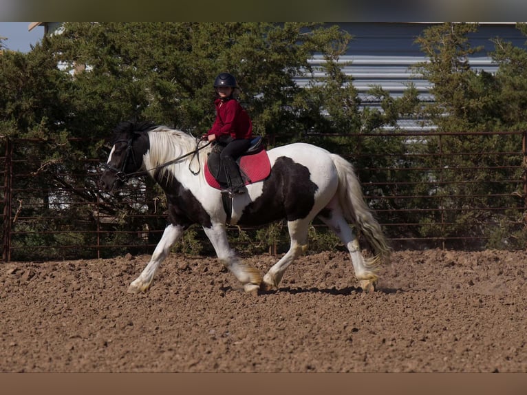 Tinker Caballo castrado 6 años 147 cm in Canyon, TX
