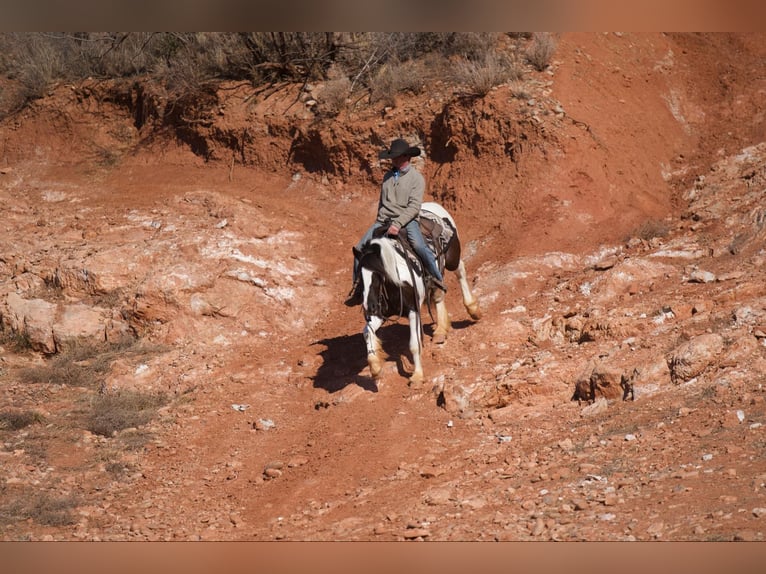Tinker Caballo castrado 6 años 147 cm in Canyon, TX