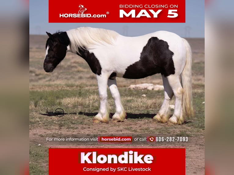 Tinker Caballo castrado 6 años 147 cm in Canyon, TX