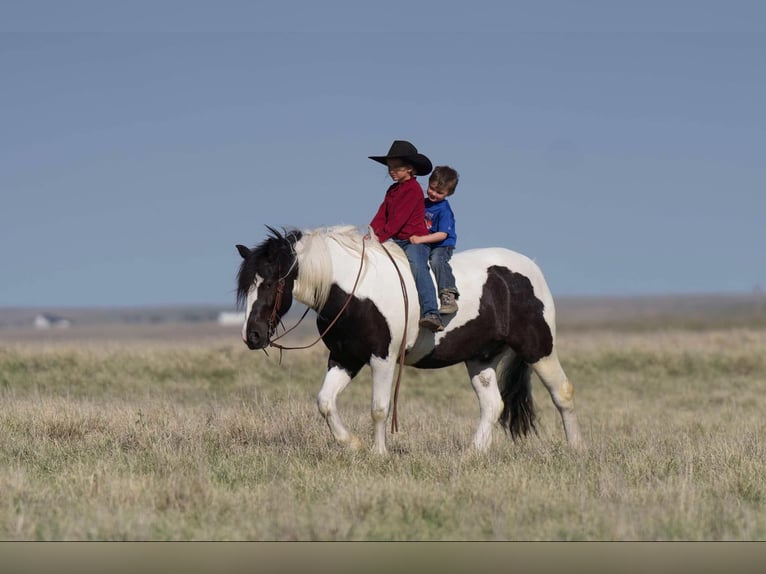 Tinker Caballo castrado 6 años 147 cm in Canyon, TX