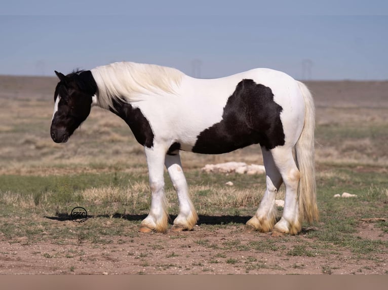 Tinker Caballo castrado 6 años 147 cm in Canyon, TX