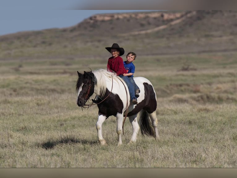 Tinker Caballo castrado 6 años 147 cm in Canyon, TX