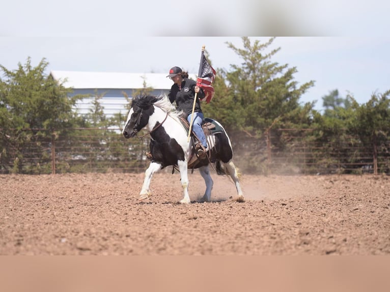 Tinker Caballo castrado 6 años 147 cm in Canyon, TX