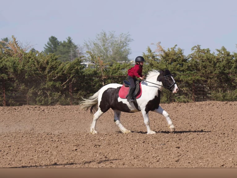 Tinker Caballo castrado 6 años 147 cm in Canyon, TX