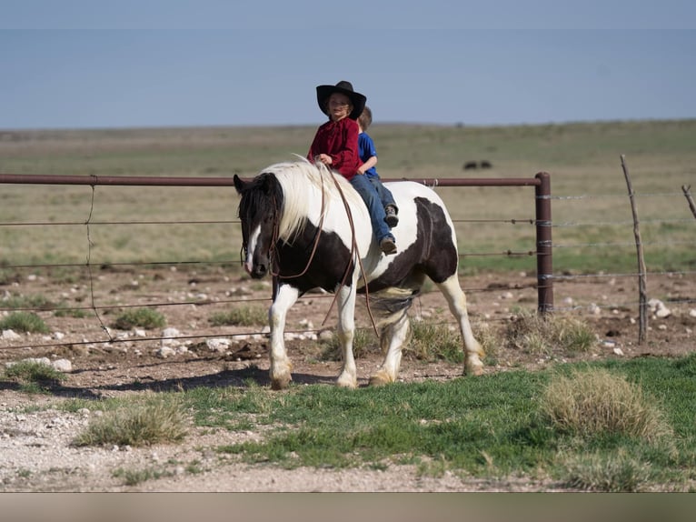 Tinker Caballo castrado 6 años 147 cm in Canyon, TX