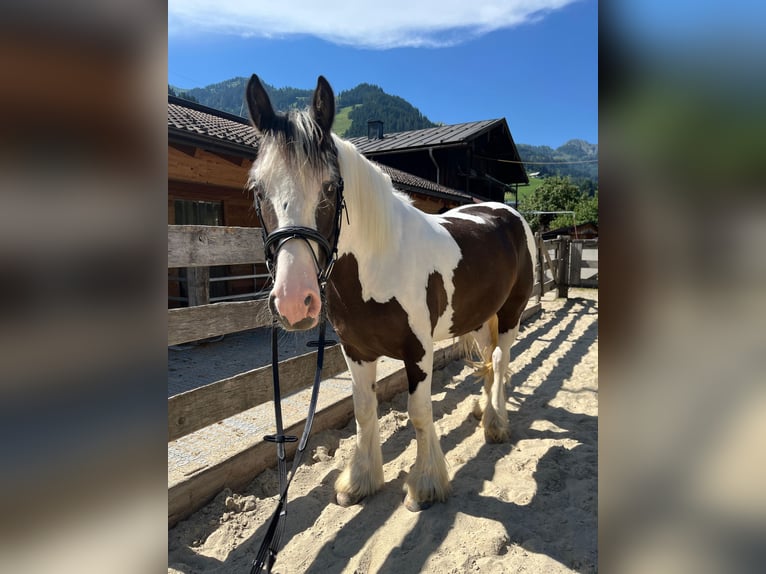 Tinker Caballo castrado 6 años 148 cm Pío in Großarl