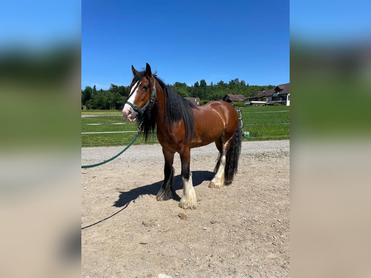 Tinker Caballo castrado 6 años 150 cm  in Efringen-Kirchen