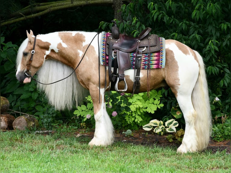 Tinker Caballo castrado 6 años 150 cm in Strasburg, OH