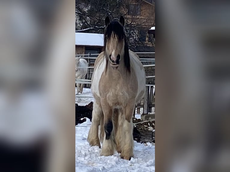 Tinker Caballo castrado 6 años 150 cm Pío in Brixlegg