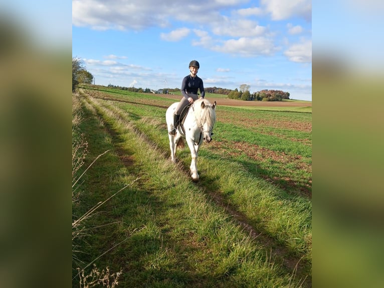 Tinker Caballo castrado 6 años 150 cm Tordo in Nettersheim