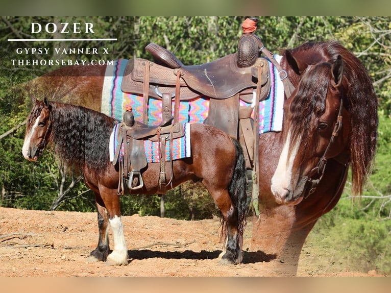 Tinker Mestizo Caballo castrado 6 años 152 cm Castaño rojizo in Tompkinsville, KY