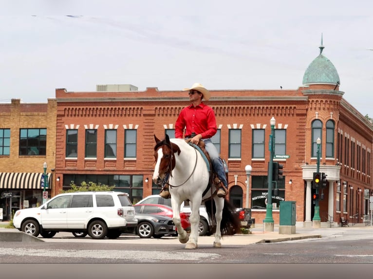 Tinker Mestizo Caballo castrado 6 años 152 cm Pío in Mount Vernon, MO