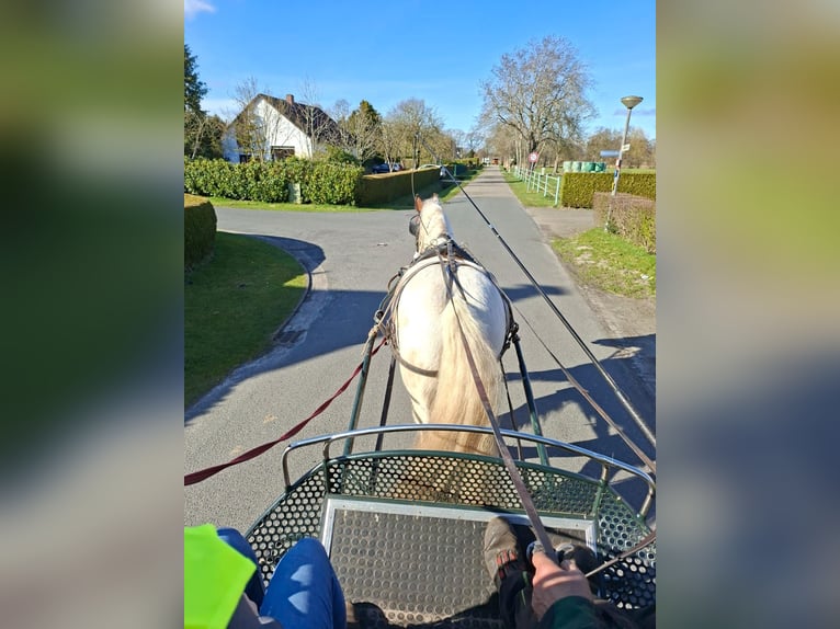 Tinker Caballo castrado 6 años 155 cm Pío in Westoverledingen