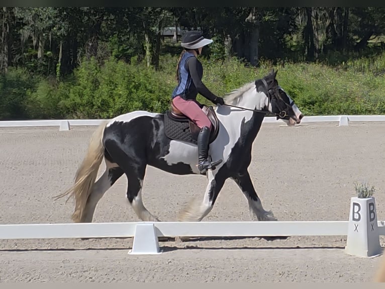 Tinker Caballo castrado 6 años 155 cm Pío in Ocala