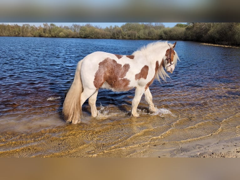 Tinker Caballo castrado 6 años 156 cm Pío in Westoverledingen