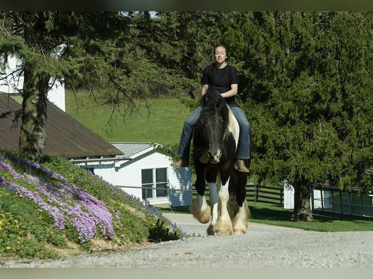 Tinker Mestizo Caballo castrado 6 años 163 cm Pío in Fresno