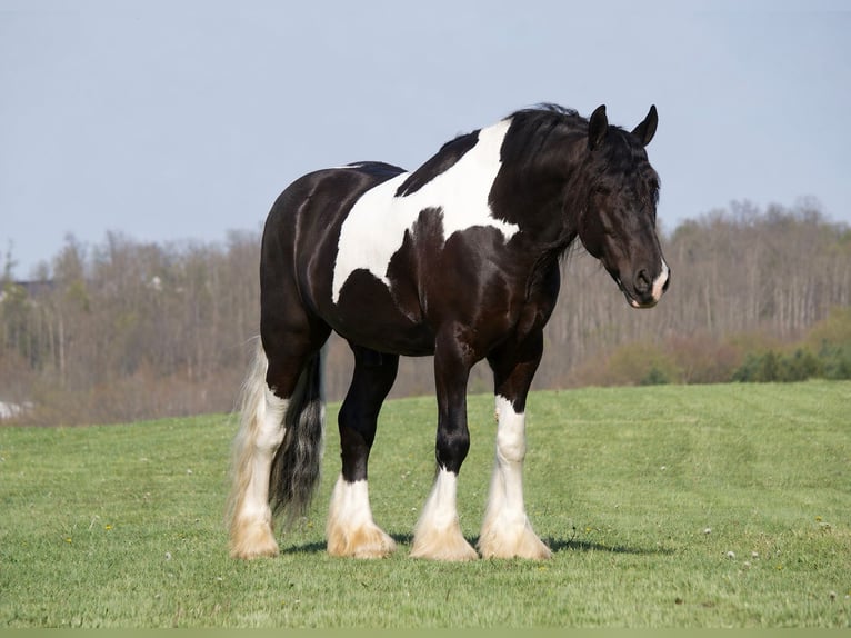 Tinker Mestizo Caballo castrado 6 años 163 cm Pío in Fresno