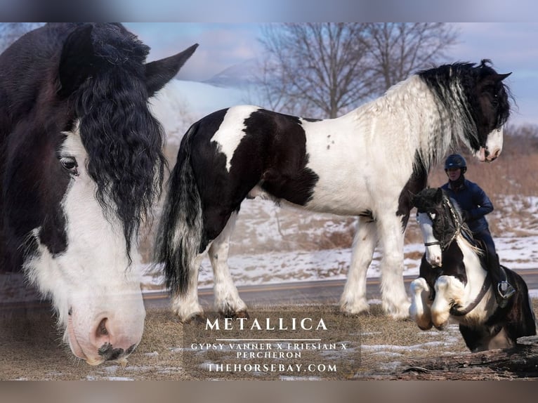 Tinker Caballo castrado 6 años 163 cm Tobiano-todas las-capas in Bogard, MO