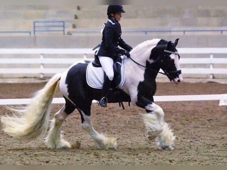 Tinker Caballo castrado 6 años 163 cm White/Blanco in GL1 1AJ