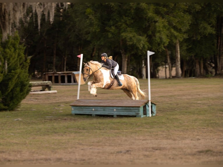 Tinker Mestizo Caballo castrado 6 años 168 cm Pío in Ocala