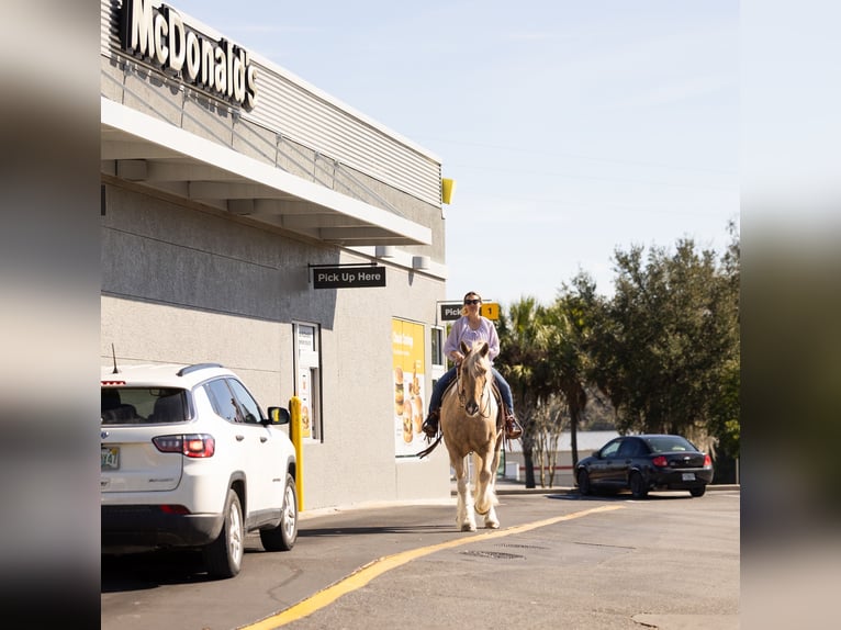 Tinker Mestizo Caballo castrado 6 años 168 cm Pío in Ocala