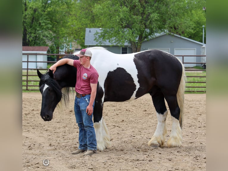 Tinker Mestizo Caballo castrado 6 años 175 cm in Windom