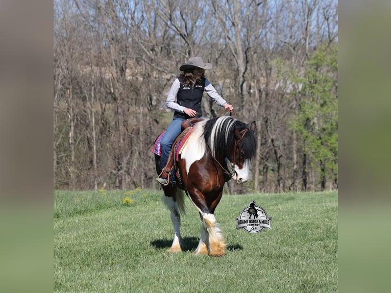 Tinker Caballo castrado 6 años  in Mount Vernon