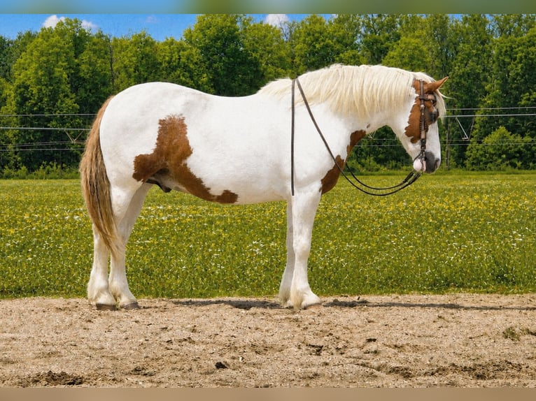 Tinker Mestizo Caballo castrado 6 años Pío in Saint Joe