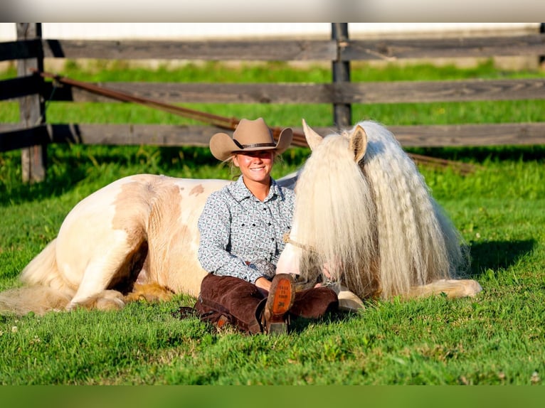 Tinker Caballo castrado 6 años Pío in Fredericksburg