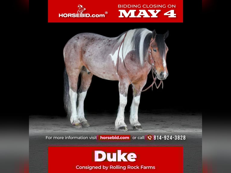 Tinker Mestizo Caballo castrado 6 años Pío in Clarion