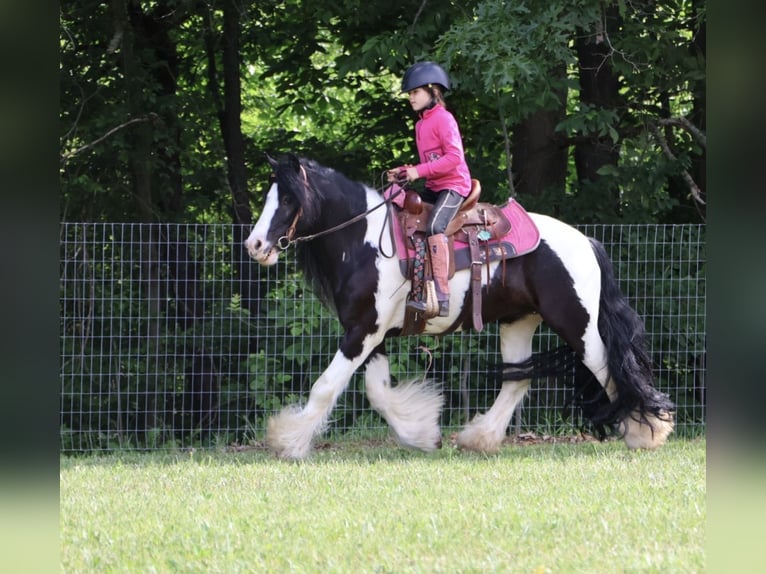 Tinker Caballo castrado 6 años Pío in Howell