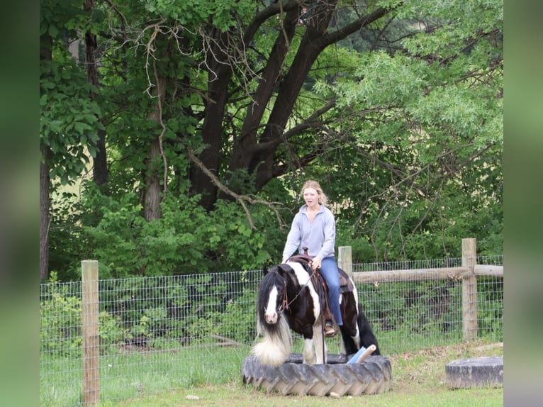 Tinker Caballo castrado 6 años Pío in Howell