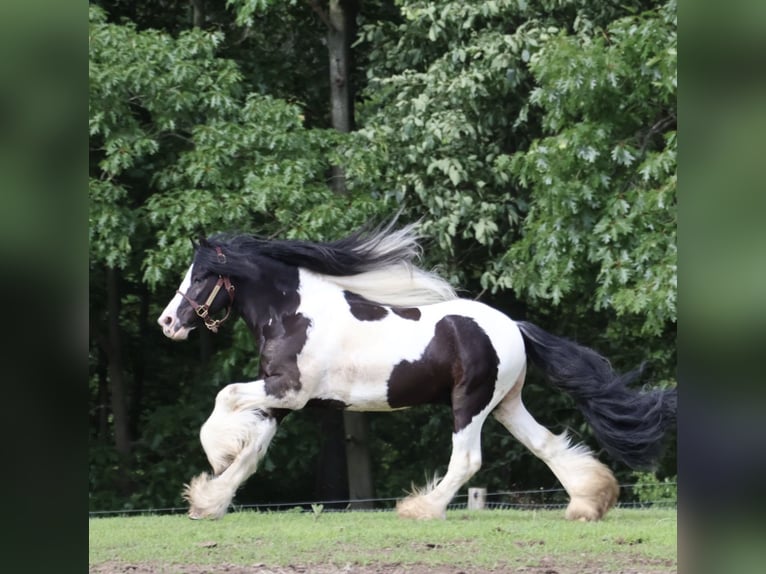 Tinker Caballo castrado 6 años Pío in Howell