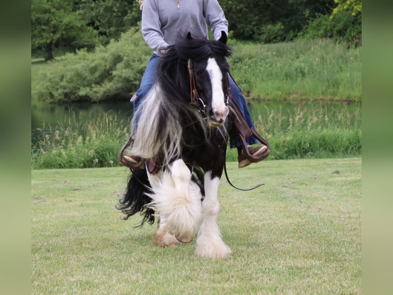 Tinker Caballo castrado 6 años Pío in Howell