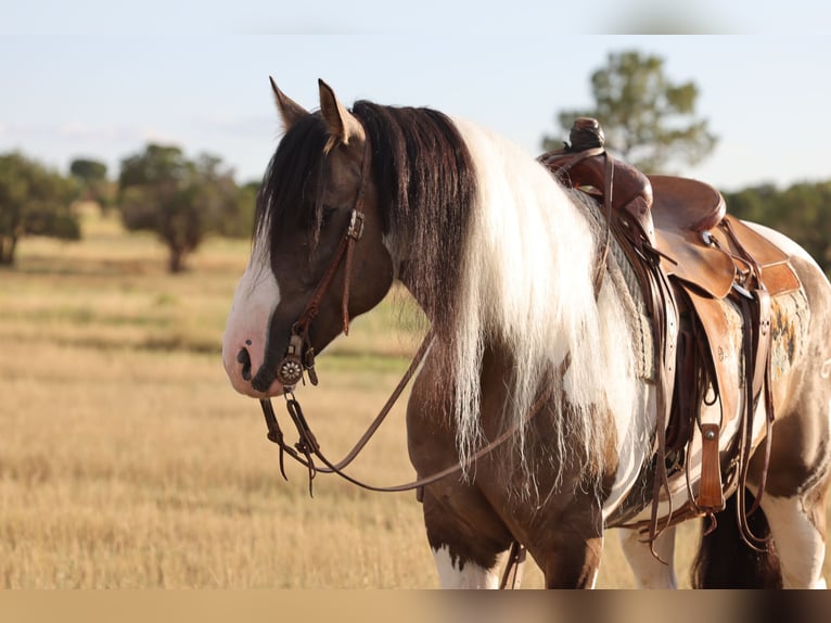Tinker Mestizo Caballo castrado 6 años Pío in Camp Verde