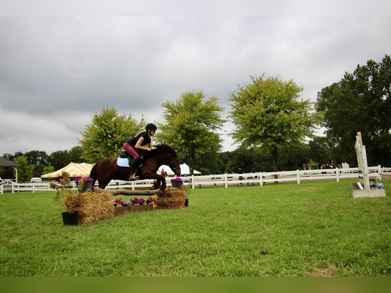 Tinker Caballo castrado 7 años 124 cm Castaño rojizo in Howell MI