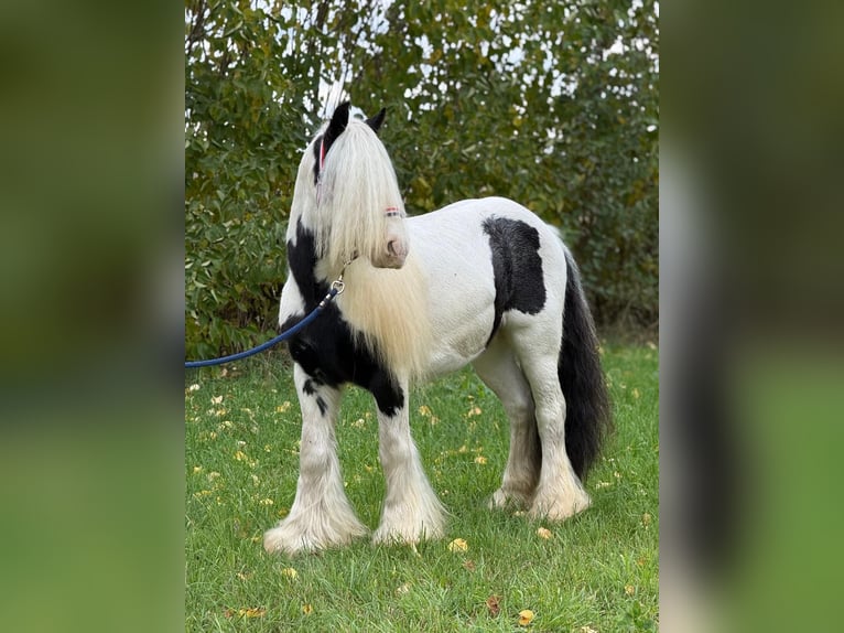 Tinker Caballo castrado 7 años 132 cm Pío in Achstetten