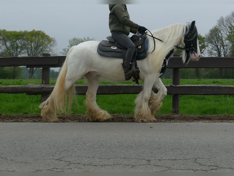 Tinker Caballo castrado 7 años 137 cm Pío in Lathen