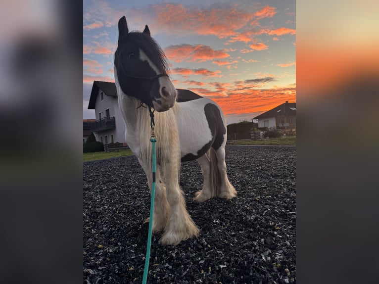 Tinker Caballo castrado 7 años 139 cm Pío in Langschwarza