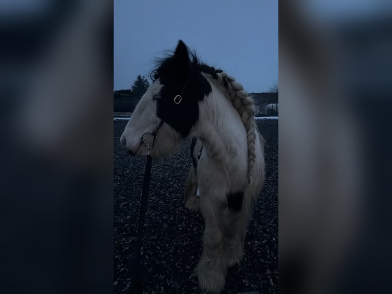 Tinker Caballo castrado 7 años 139 cm Pío in Langschwarza