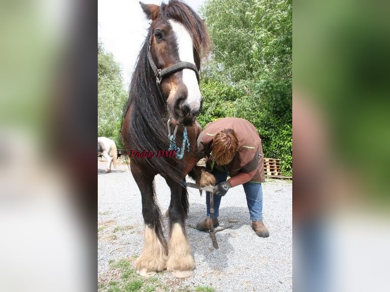 Tinker Caballo castrado 7 años 140 cm Castaño oscuro in Kempen